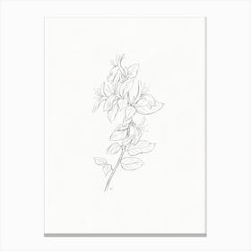 Honeysuckle Pencil Sketch Canvas Print