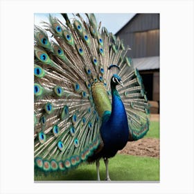 Peacock 1 Canvas Print