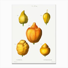 Various Shapes Of Citrus, Pierre Joseph Redoute Canvas Print