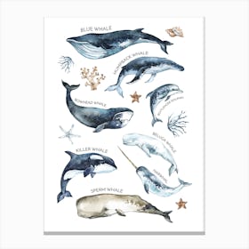 Whale Types Canvas Print