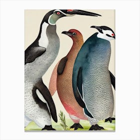 Galapagos Penguin Vintage Graphic Watercolour Canvas Print