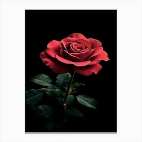 Red Rose On Black Background 41 Canvas Print