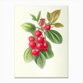 Schisandra Herb Pencil Colour Canvas Print