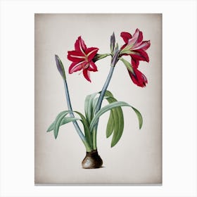 Vintage Brazilian Amaryllis Botanical on Parchment n.0877 Canvas Print