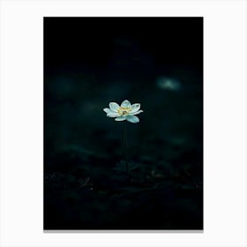 Single Flower In The Dark 104 Canvas Print