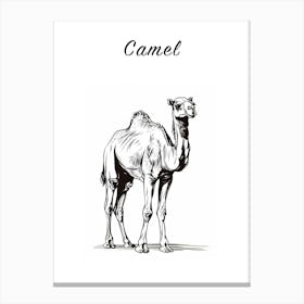 B&W Camel Poster Canvas Print