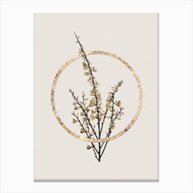 Gold Ring White Broom Glitter Botanical Illustration Canvas Print