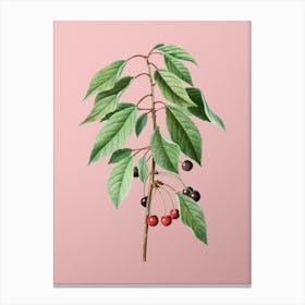 Vintage Wild Cherry Botanical on Soft Pink n.0124 Canvas Print