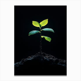 Tree Sprouting On A Black Background Canvas Print