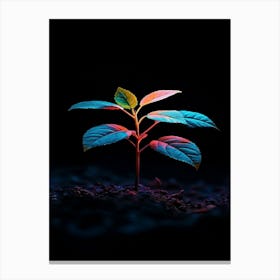 Plant Growing In The Dark 9 Canvas Print