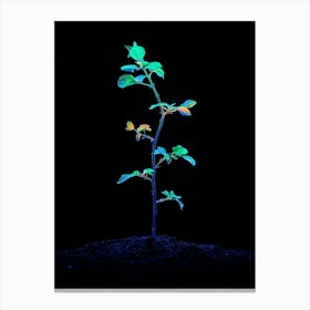 Plant Growing In The Dark 7 Canvas Print