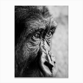 Gorilla Black and White Photography Animal Canvas Print