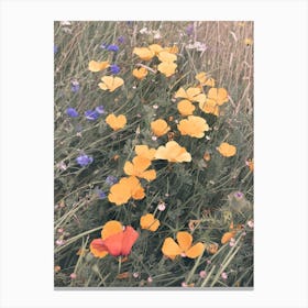 Wild Poppies Canvas Print