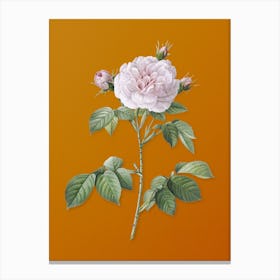Vintage Rosa Alba Botanical on Sunset Orange n.0893 Canvas Print
