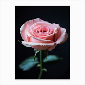 Pink Rose On Black Background 80 Canvas Print