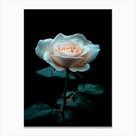 White Rose 5 Canvas Print