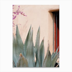 Agave Plant Canvas Print