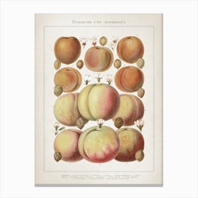 Vintage Meyers 6 Pfirsiche und Aprikosen Canvas Print