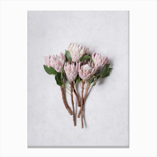 Pink Protea Bouquet Canvas Print