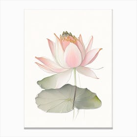 Amur Lotus Pencil Illustration 4 Canvas Print