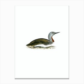 Vintage Red Throated Loon Bird Illustration on Pure White n.0210 Canvas Print