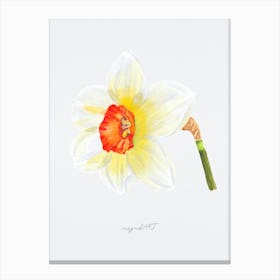 Daffodil 4 Canvas Print
