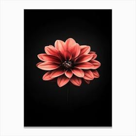 Dahlia Flower 19 Canvas Print