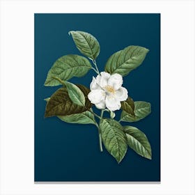 Vintage Stewartia Tree Botanical Art on Teal Blue Canvas Print