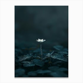 Flower In The Dark 70 Canvas Print