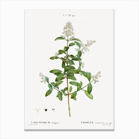 Wild Privet, Pierre Joseph Redoute Canvas Print