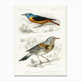 Different Types Of Birds, Charles Dessalines D'Orbigny 16 Canvas Print