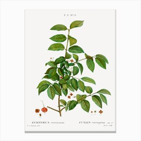 Spindle, Pierre Joseph Redoute Canvas Print