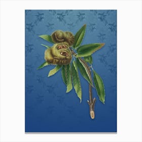 Vintage Spanish Chestnut Botanical on Bahama Blue Pattern Canvas Print