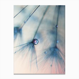 Dandelion - Droplets of Rose Pink Canvas Print