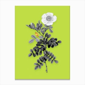 Vintage Macartney Rose Black and White Gold Leaf Floral Art on Chartreuse n.0854 Canvas Print