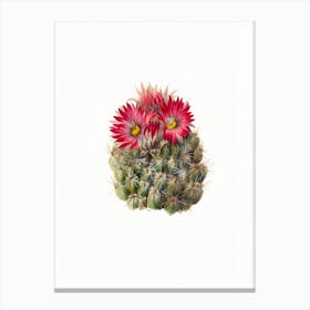 Cactus Flower 15 Canvas Print