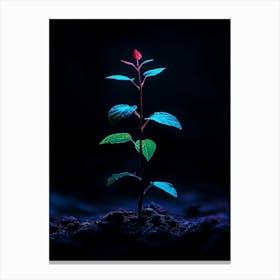 Plant In The Dark 7 Canvas Print