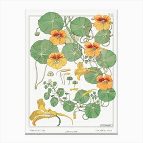 Nasturtium From The Plant And Its Ornamental Applications (1896), Maurice Pillard Verneuil Canvas Print