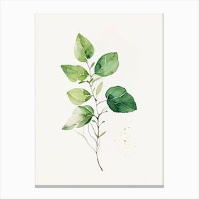 Oregano Leaf Minimalist Watercolour 2 Canvas Print