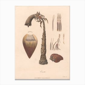 Ensete (1789), James Heath Canvas Print