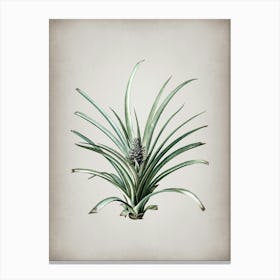 Vintage Pineapple Botanical on Parchment n.0517 Canvas Print