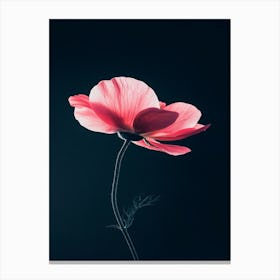 Pink Poppy Canvas Print