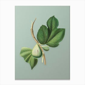 Vintage Fig Botanical Art on Mint Green n.0350 Canvas Print