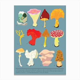 Different Types Of Mushrooms Canvas Print