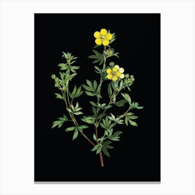 Vintage Yellow Buttercup Flowers Botanical Illustration on Solid Black n.0173 Canvas Print