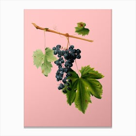 Vintage Grape Colorino Botanical on Soft Pink n.0364 Canvas Print