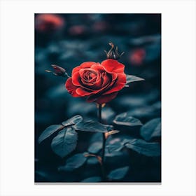 Rose In The Dark 21 Canvas Print