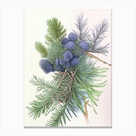 Juniper Herb Pencil Colour 2 Canvas Print