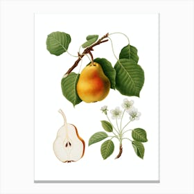 Vintage Pear Botanical Illustration on Pure White n.0738 Canvas Print