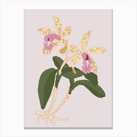 Botanical illustration - Orchids in pink background - Into the garden Canvas Print